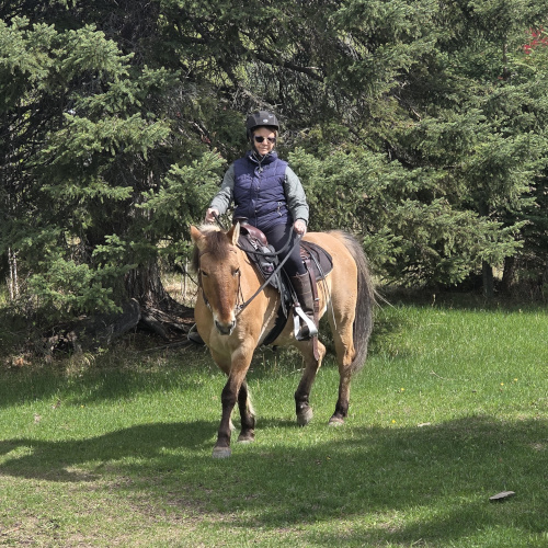Boarded Horse