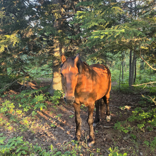 Boarded Horse